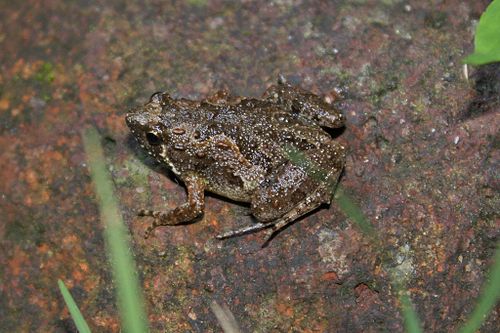 Painted chorus frog